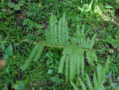 Athyrium angustum