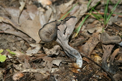 Craterellus fallax