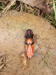 Tibionema abdominalis