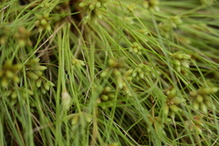 Fimbristylis vahlii
