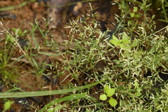 Eragrostis hypnoides