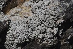 Coccotrema maritimum