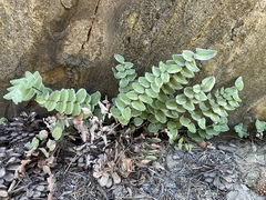 Pellaea bridgesii