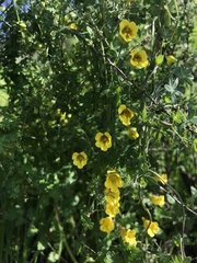 Tropaeolum brachyceras