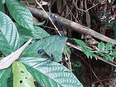 Psolodesmus mandarinus mandarinus