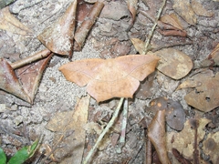 Eutrapela clemataria