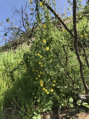 Tropaeolum brachyceras