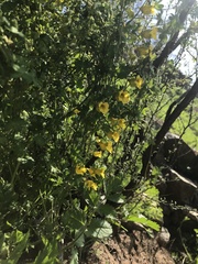 Tropaeolum brachyceras