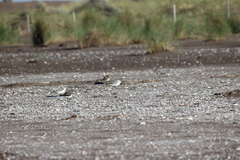 Charadrius falklandicus