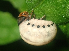 Leptinotarsa juncta