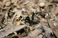 Craterellus fallax