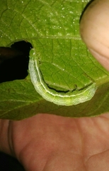 Ctenoplusia limbirena