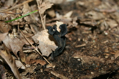 Craterellus fallax