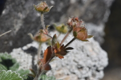 Potentilla villosa