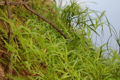 Paspalum repens