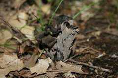 Craterellus fallax