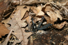Craterellus fallax