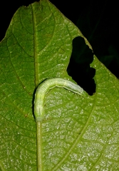 Ctenoplusia limbirena