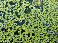 Lemna turionifera