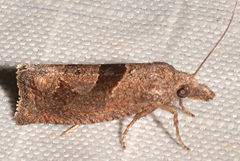 Pelochrista similiana