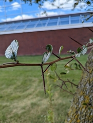 Crataegus crus-galli