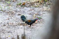 Gallus varius