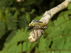 Hypselonotus linea