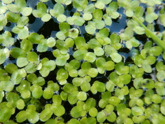Lemna turionifera