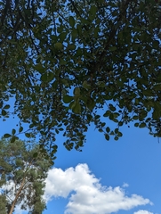 Crataegus crus-galli