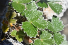 Potentilla villosa