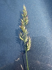 Calamagrostis cinnoides