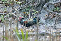 Gallus varius