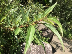 Boehmeria densiflora