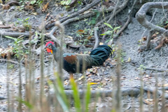 Gallus varius
