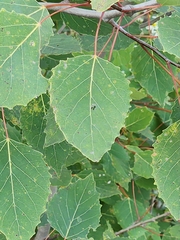 Populus grandidentata