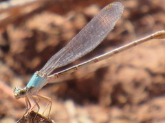 Argia