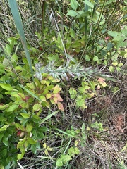 Calamagrostis cinnoides