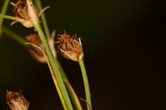 Fimbristylis