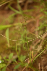 Fimbristylis