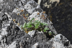 Potentilla villosa