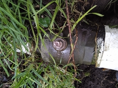 Cenchrus clandestinus