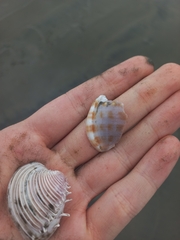 Semicassis centiquadrata