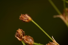 Fimbristylis