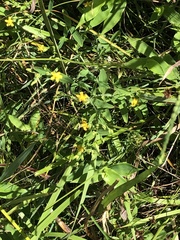 Hypericum mutilum