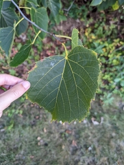 Tilia americana