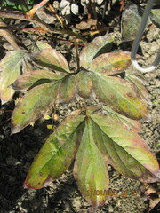 Cronartium flaccidum