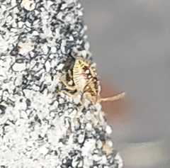 Asopinae