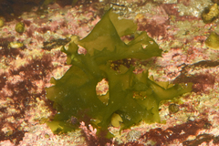 Ulva lactuca