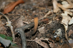 Craterellus fallax