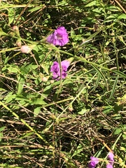 Agalinis purpurea